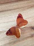 Wooden Butterflies