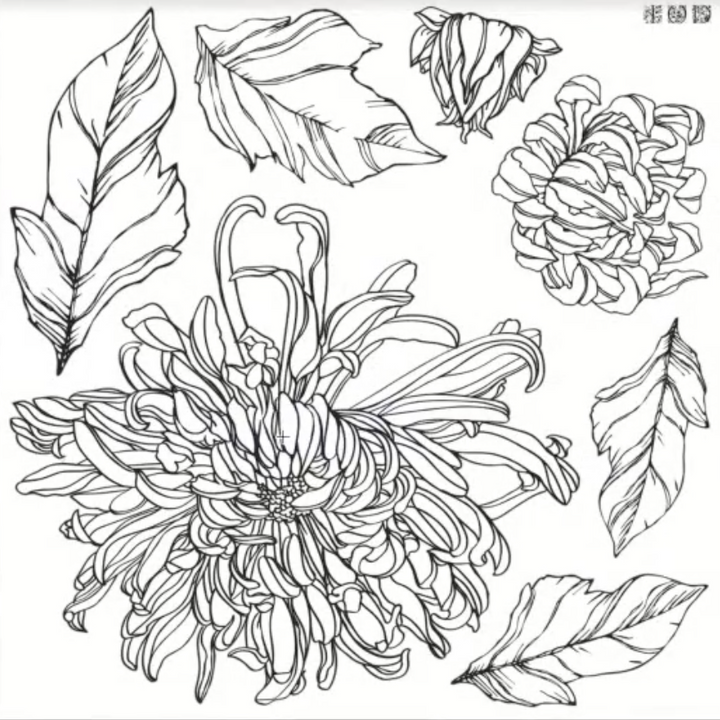 Chysantemum