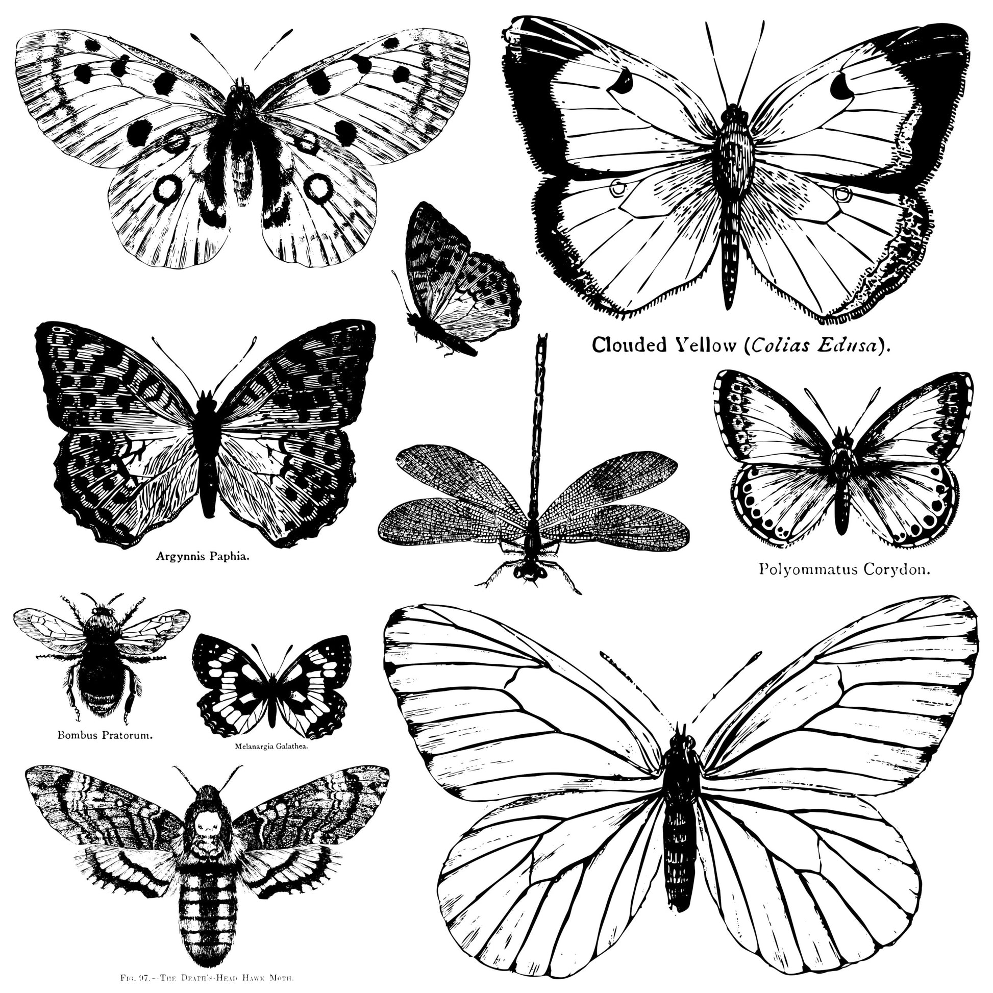 Butterflies